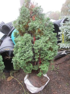 Arborvitae - Holmstrup, 4 ft...