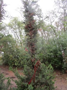 Juniper - Hetz, 11 ft...
