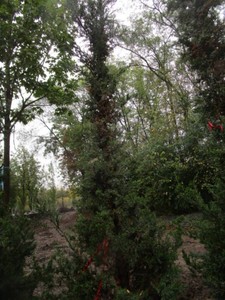 Juniper - Hetz, 10 ft...