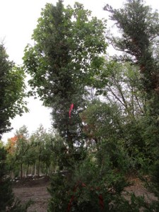 Juniper - Hetz, 11 ft...