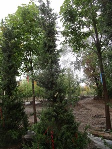 Juniper - Hetz, 10 ft...