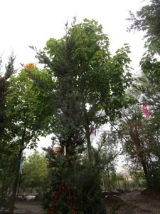 Juniper - Hetz, 11 ft...