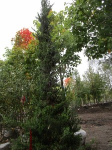 Juniper - Hetz, 11 ft...