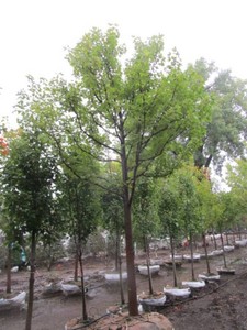 Maple - Autumn Blaze, 16 ft, 4 ca...