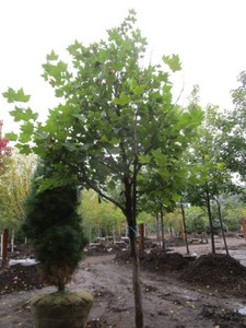 Exclamation London Planetree, 14 ft...