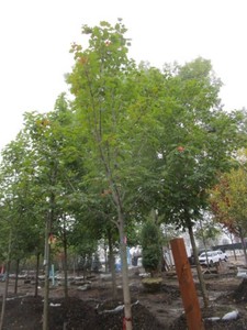 Maple - Green Mountain, 15 ft, 3 c...