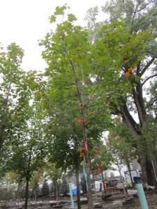Maple - Green Mountain, 16 ft, 3 c...