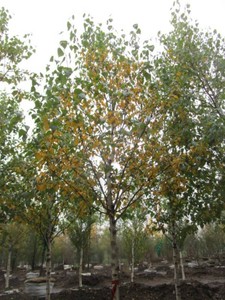Birch - Whitespire, 14 ft, 3 ca...