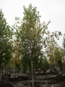 Birch - Whitespire, 16 ft, 3 ca...