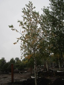 Birch - Whitespire, 16 ft, 3 ca...