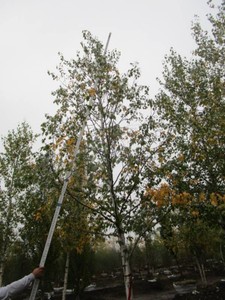 Birch - Whitespire, 17 ft, 4 ca...