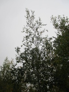Birch - Whitespire, 21 ft, 3 ca...