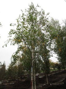 Birch - Whitespire, 20 ft, 4 ca...