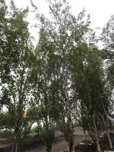 Birch - Parkland Pillar, 19 ft, 3-1...