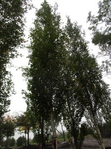 Birch - Parkland Pillar, 19 ft, 3 ...