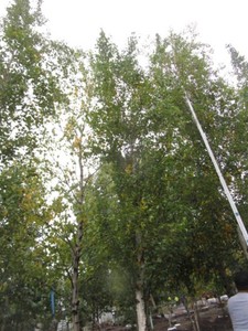 Birch - Parkland Pillar, 18 ft, 3 ...