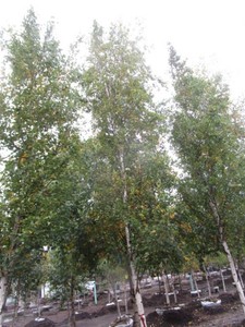 Birch - Parkland Pillar, 20 ft, 3-1...