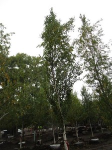 Birch - Parkland Pillar, 19 ft, 3-1...