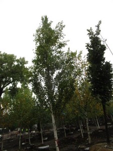 Birch - Parkland Pillar, 19 ft, 3 ...