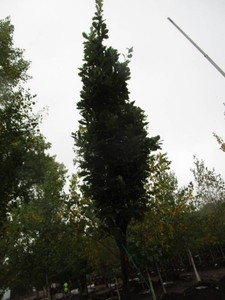 Oak - Kindred  Spirit Columnar, 14 ...