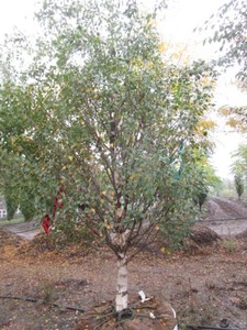 Birch - Dakota Pinacle, 9-12 ft, 3...