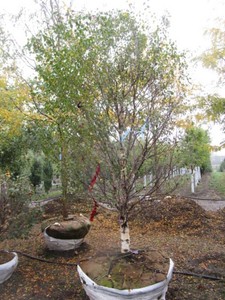 Birch - Dakota Pinacle, 9 ft, 3-12...
