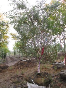 Birch - Dakota Pinacle, 10 ft, 4 c...