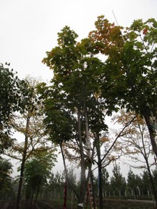 Maple - Fall Fiesta, 13 ft, 2 ca...