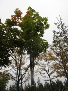 Maple - Fall Fiesta, 15 ft, 2 ca...
