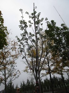 Maple - Fall Fiesta, 12 ft, 2 ca...