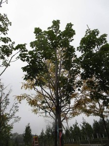 Maple - Fall Fiesta, 13 ft, 2-12 ...