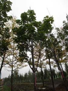 Maple - Fall Fiesta, 13 ft, 32 ca...