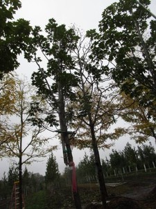Maple - Fall Fiesta, 14 ft, 2-12 ...