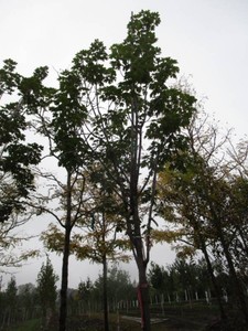 Maple - Fall Fiesta, 13-12 ft, 2-1...
