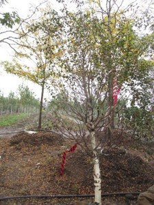 Birch - Dakota Pinacle, 8 ft, 2-12...