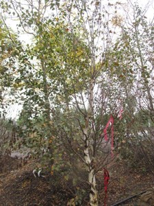 Birch - Dakota Pinacle, 8 ft, 2-12...