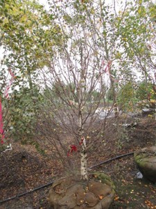 Birch - Dakota Pinacle, 8 ft, 2-12...