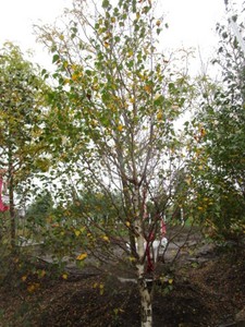 Birch - Dakota Pinacle, 8 ft, 2-12...