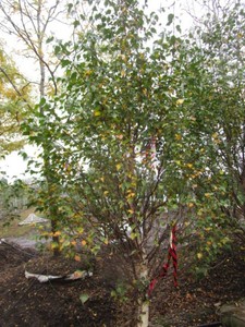 Birch - Dakota Pinacle, 9 ft, 2-12...