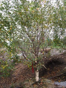 Birch - Dakota Pinacle, 8 ft, 2 ca...