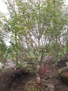 Birch - Dakota Pinacle, 8 ft, 3 ca...