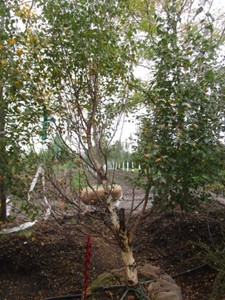 Birch - Dakota Pinacle, 8 ft, 3 ca...