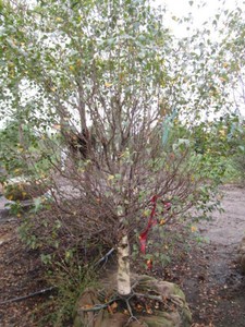 Birch - Dakota Pinacle, 6-12 ft, 3...