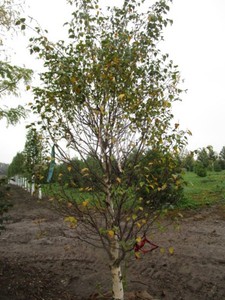 Birch - Dakota Pinacle, 8 ft, 3 ca...