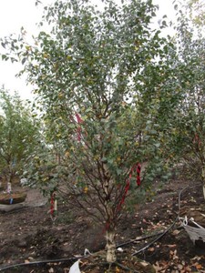 Birch - Dakota Pinacle, 8 ft, 3-12...