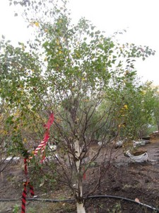 Birch - Dakota Pinacle, 8 ft, 3 ca...