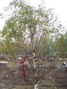 Birch - Dakota Pinacle, 8 ft, 3 ca...