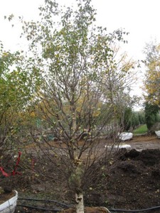 Birch - Dakota Pinacle, 8 ft, 3 ca...