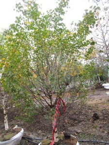 Birch - Dakota Pinacle, 8 ft, 3 ca...