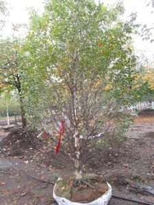 Birch - Dakota Pinacle, 8 ft, 3-12...